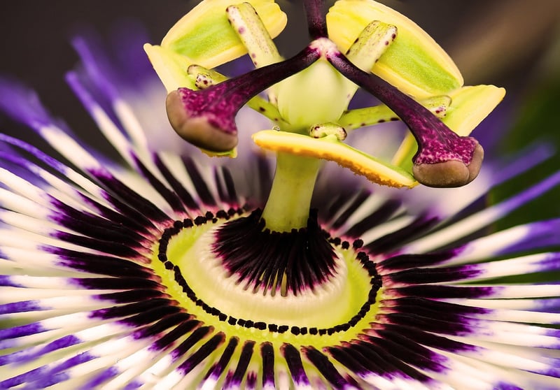 Exotic Blooms