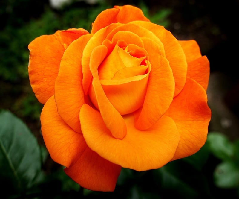 Seasonal Color Schemes