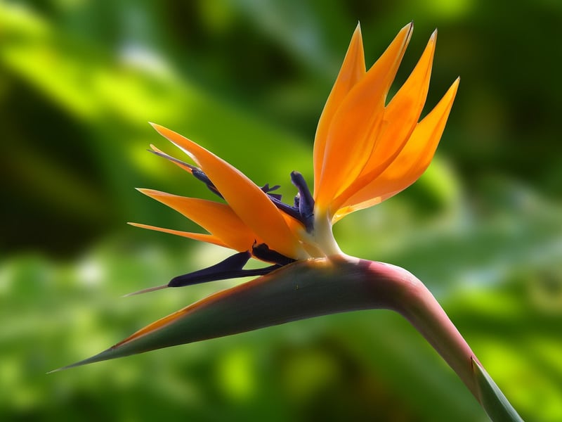 Bird of Paradise Flower