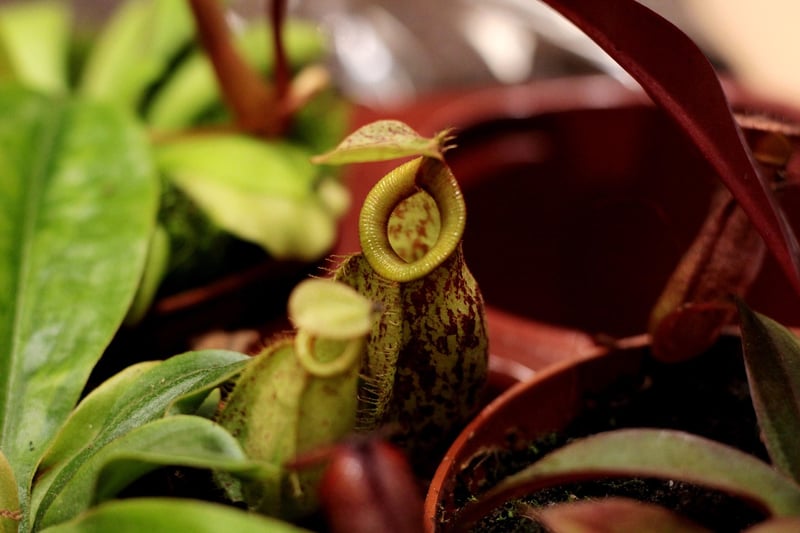 Pitcher Plant