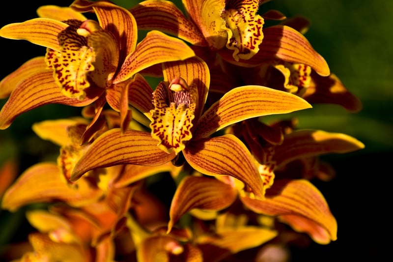 Orchid Flower