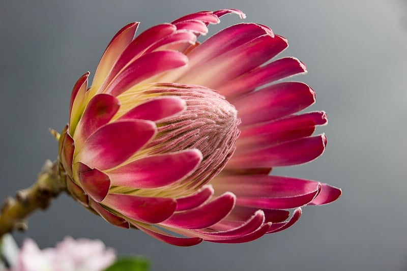 Protea Flower