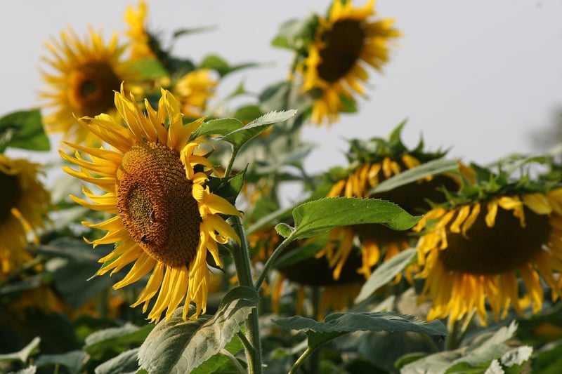 Summer Garden